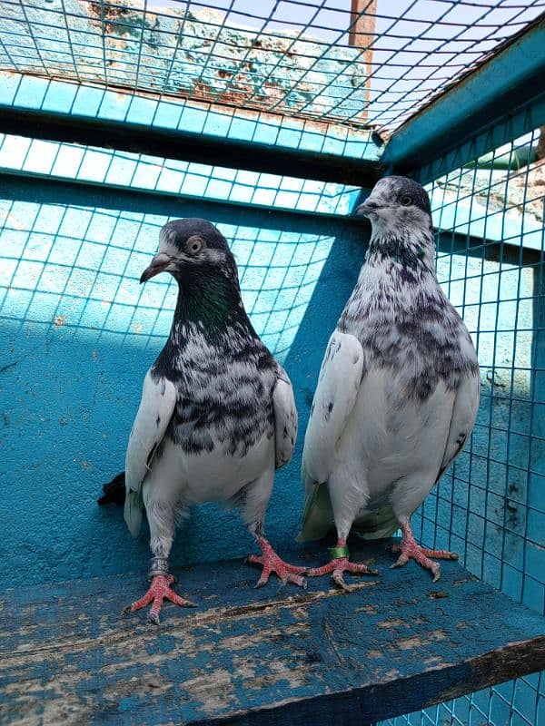 pure breeder pairs high flying pigeon for sale 4