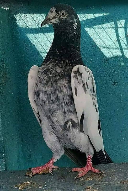 pure breeder pairs high flying pigeon for sale 5