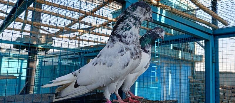 pure breeder pairs high flying pigeon for sale 6