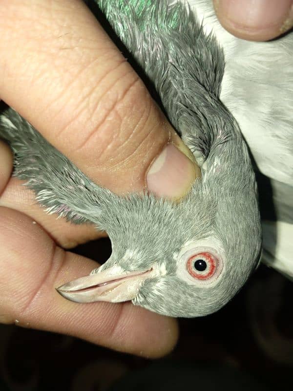 pure breeder pairs high flying pigeon for sale 8