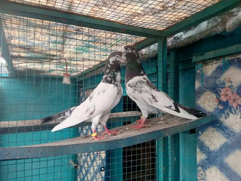 pure breeder pairs high flying pigeon for sale 9