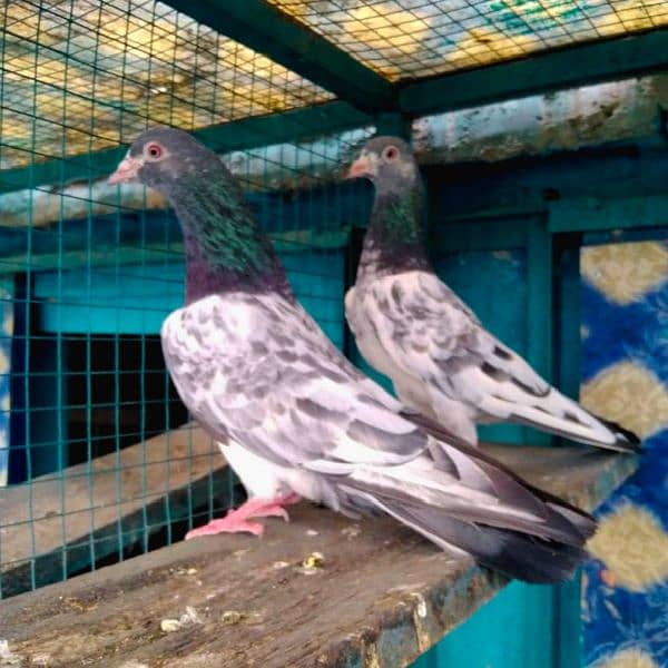 pure breeder pairs high flying pigeon for sale 11