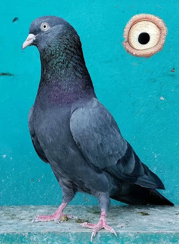 pure breeder pairs high flying pigeon for sale 12