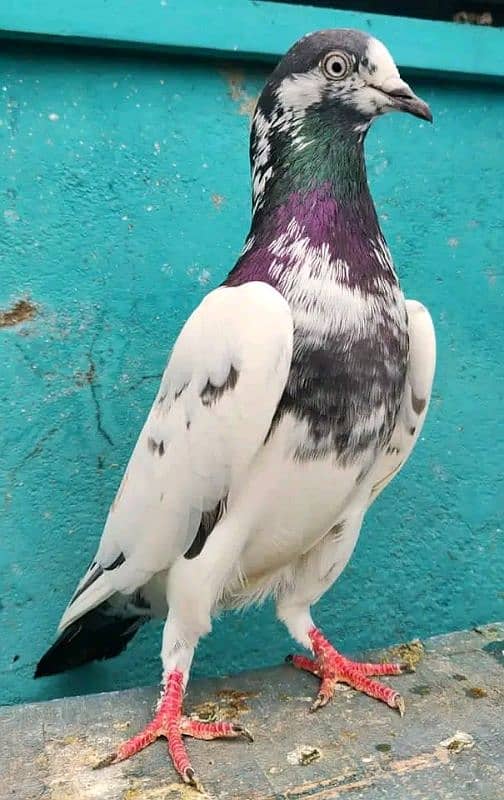 pure breeder pairs high flying pigeon for sale 14