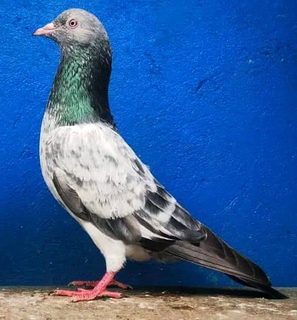 pure breeder pairs high flying pigeon for sale 15