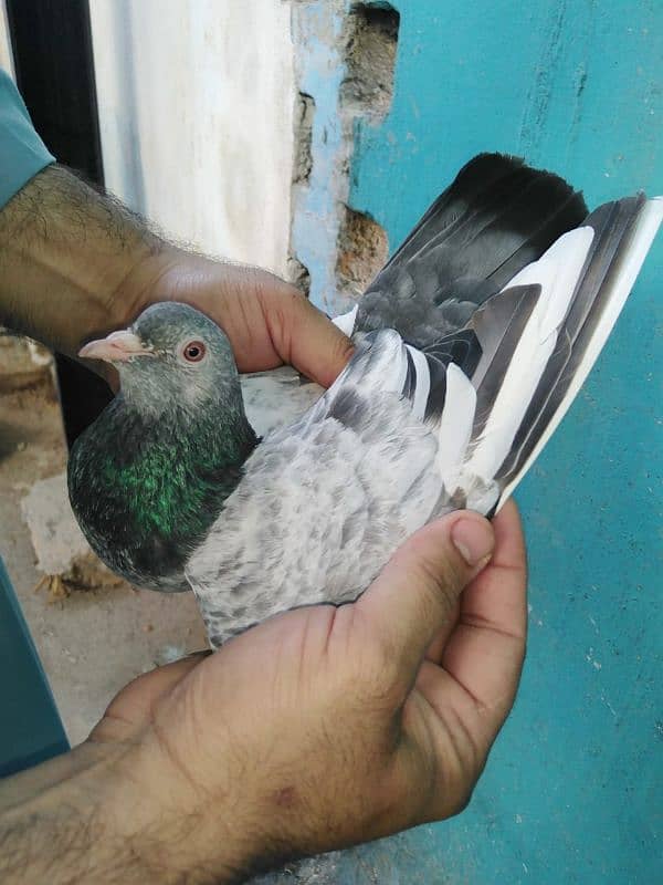 pure breeder pairs high flying pigeon for sale 18