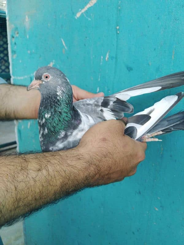 pure breeder pairs high flying pigeon for sale 19