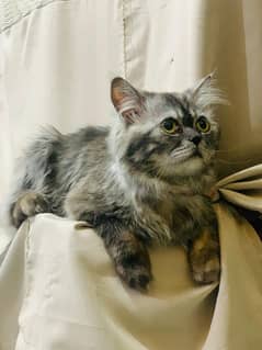 Pure Persian male cat