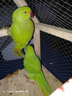 green parrot