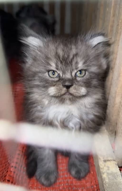 persian long coat kitten 1