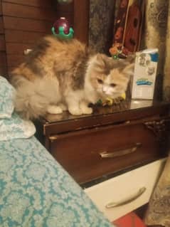 seven years old female kitten for sale