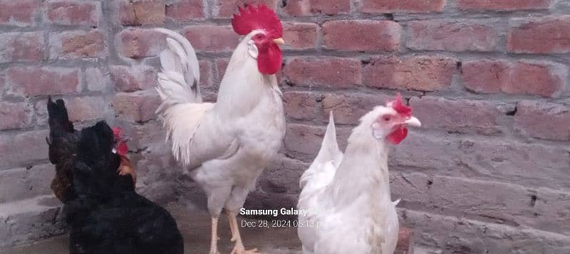 Gr ki 3 dasii murgiya or 1 dasii murga full white egg's laying garnti 0