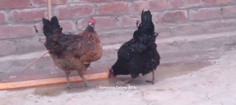 Gr ki 3 dasii murgiya or 1 dasii murga full white egg's laying garnti 1