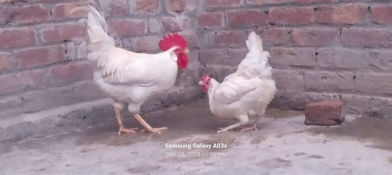 Gr ki 3 dasii murgiya or 1 dasii murga full white egg's laying garnti 2