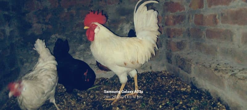 Gr ki 3 dasii murgiya or 1 dasii murga full white egg's laying garnti 4