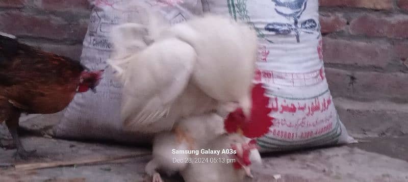 Gr ki 3 dasii murgiya or 1 dasii murga full white egg's laying garnti 5