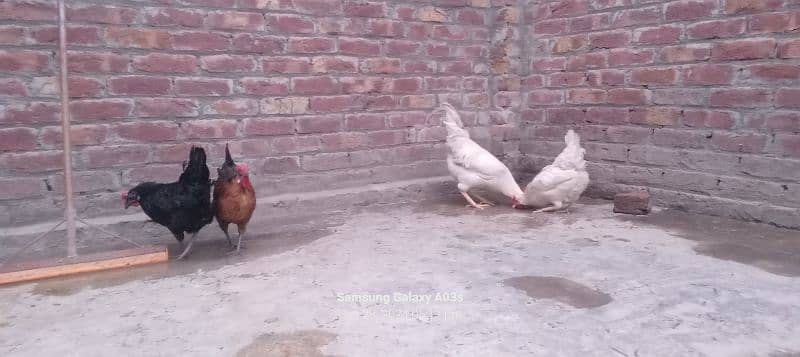 Gr ki 3 dasii murgiya or 1 dasii murga full white egg's laying garnti 6