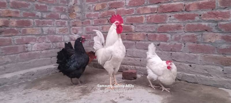 Gr ki 3 dasii murgiya or 1 dasii murga full white egg's laying garnti 7