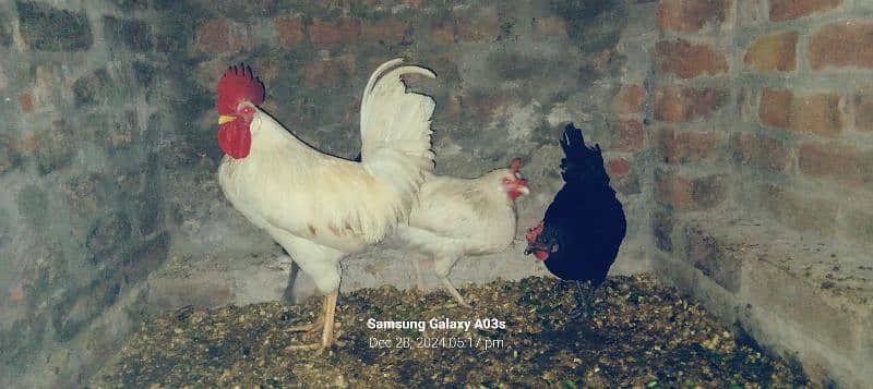 Gr ki 3 dasii murgiya or 1 dasii murga full white egg's laying garnti 8