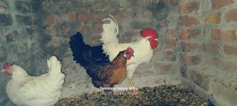 Gr ki 3 dasii murgiya or 1 dasii murga full white egg's laying garnti 9