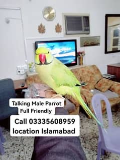 Hand Tamed Talking Friendly Green Ring Neck Male Parrot Jumbo Size