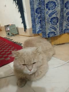 Persian Male Cat