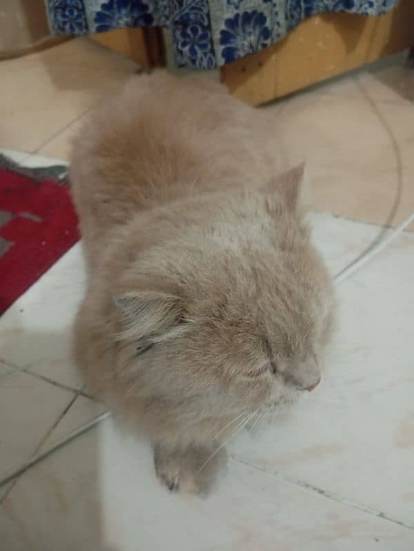 Persian Male Cat 1