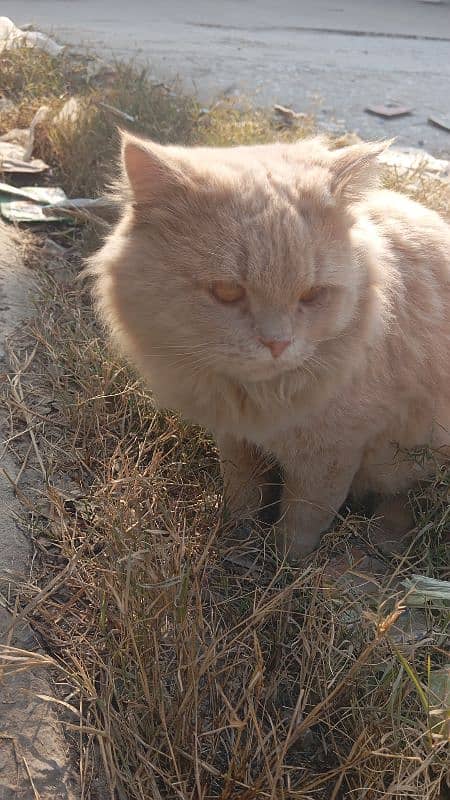 Persian Male Cat 2