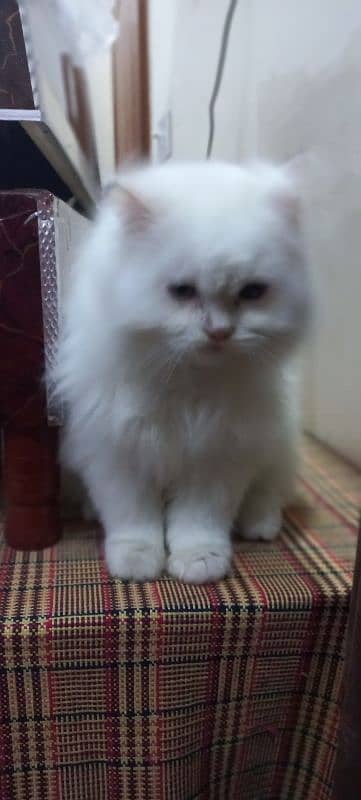 Persian kittens | punch face | triple Coated 1