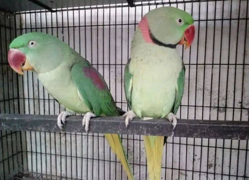 Kashmiri Raw Parrots Breeder Pair For Urgent Sale 0