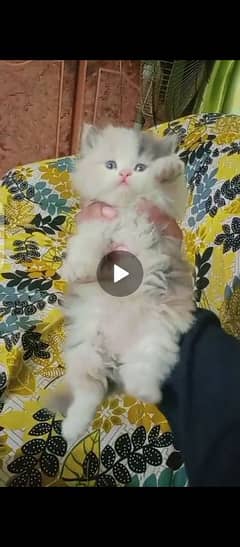 persian cat