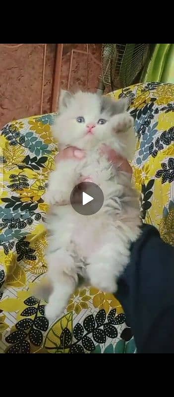 persian cat 0