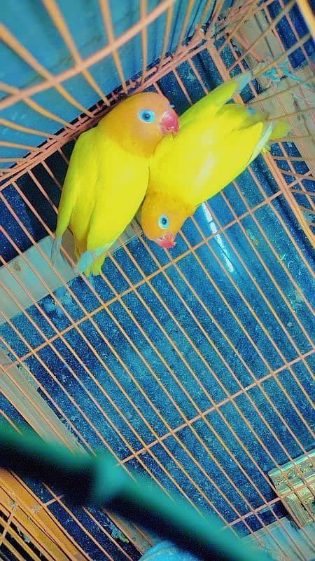 Lutino Love Bird 1