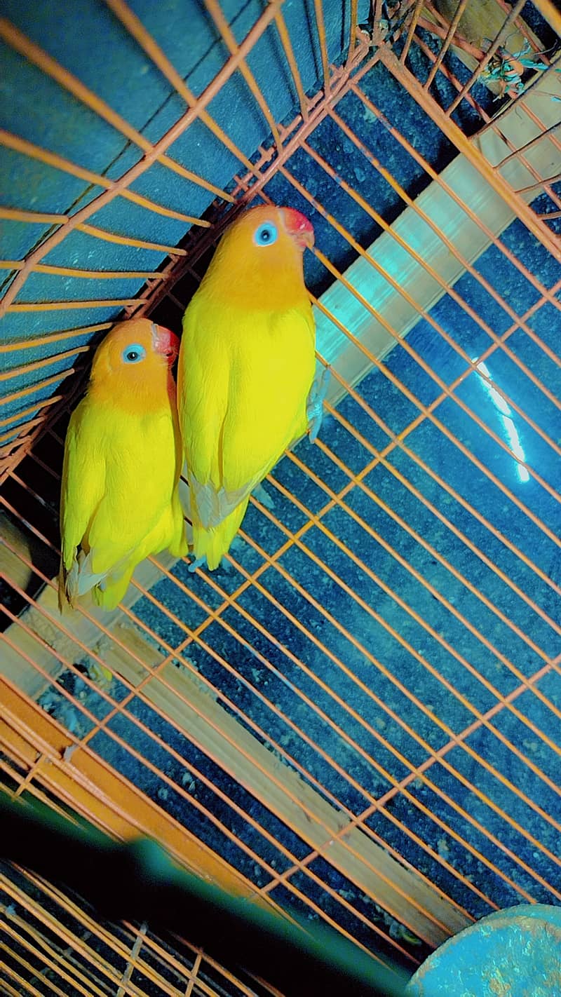 Lutino Love Bird 3