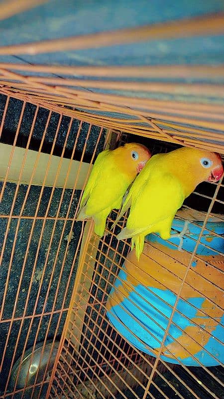 Lutino Love Bird 4