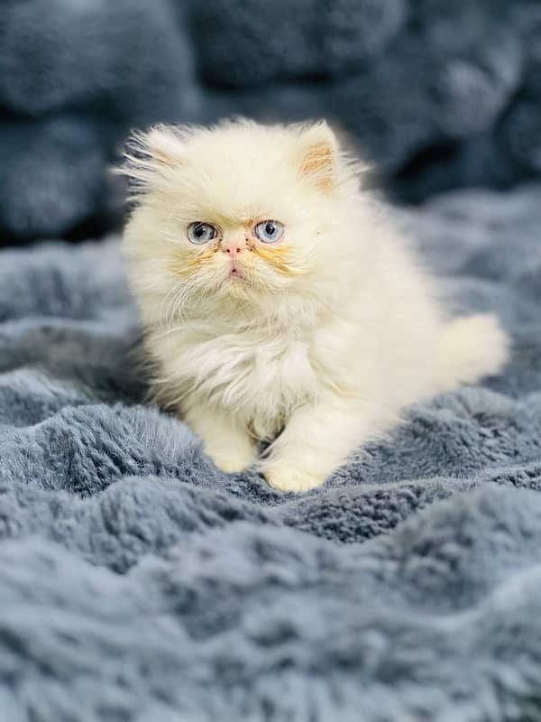 peke face blue eyes female kitten for sale 1