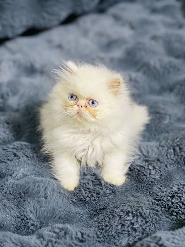 peke face blue eyes female kitten for sale 5