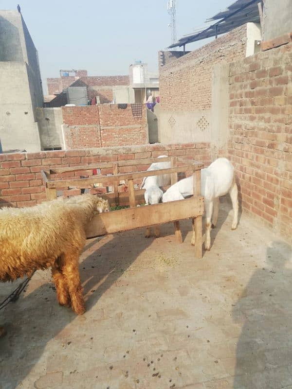 rajan puria bakra for sale 0