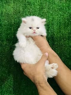 white punch face male kitten| Persian Cat for sale | triple coated