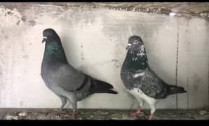 jaj wali female and sharka male breeder pair