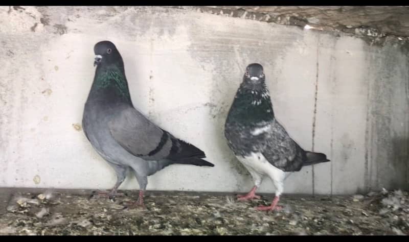 jaj wali female and sharka male breeder pair 1