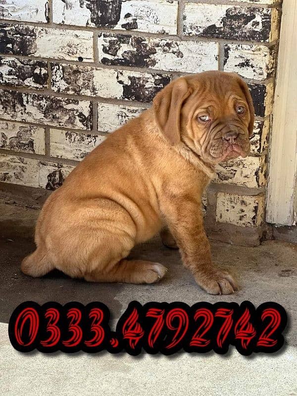 french mastiff puppies 0333,4792742 1