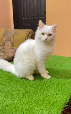 White Persian Cat For Sell Location Latifabad