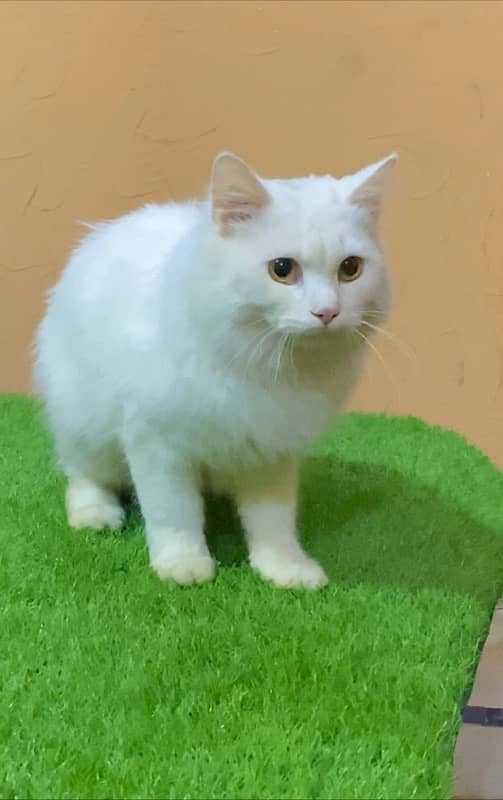 White Persian Cat For Sell Location Latifabad 1