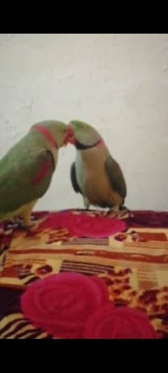 raw parrot breeder pair available