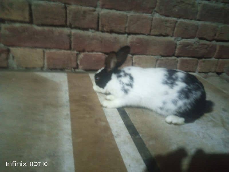 Rabit for sale 3