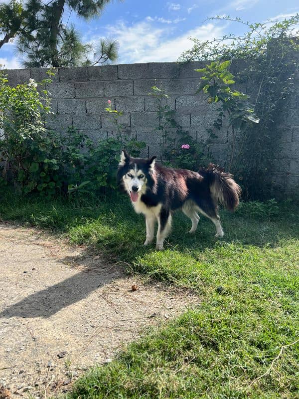 Siberian husky 1