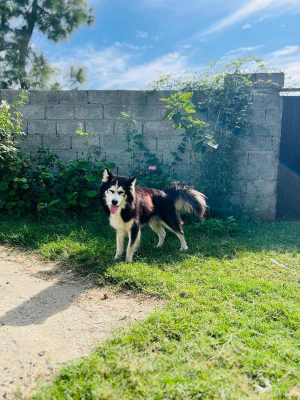 Siberian husky 2