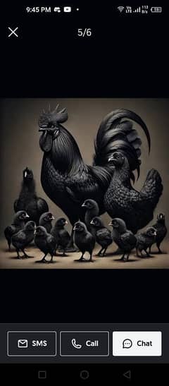 ayam cemani ,Heera chicks 03240040263