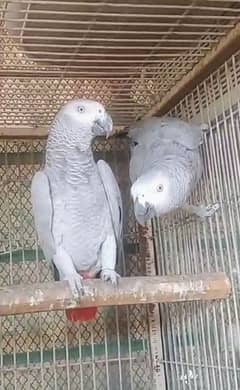 CONGO GREY PAIR/03152248124